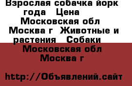 Взрослая собачка йорк 5,5 года › Цена ­ 1 000 - Московская обл., Москва г. Животные и растения » Собаки   . Московская обл.,Москва г.